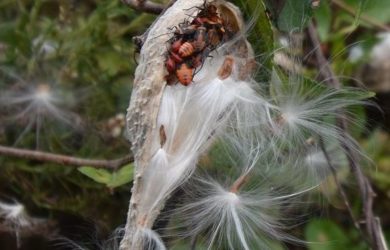 milkweed seed pods with clusters of orange-red bugs with black markings