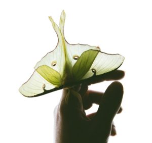 a hand holding a lime green moth with light shining through the wings looking transparent