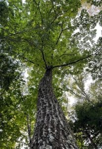 looking up at a majestic oak with a deeply ridged trunk and green leaves
