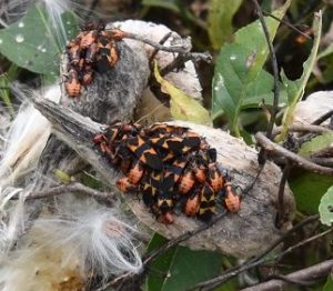 milkweed seed pods with clusters of orange-red bugs