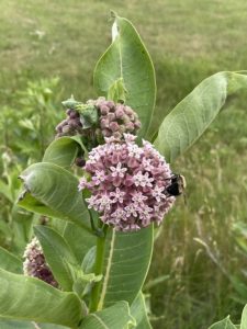 a pink pom-pom looking milkweed flower with a bumblebee