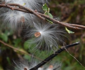 a milkweed seed with silky feathers