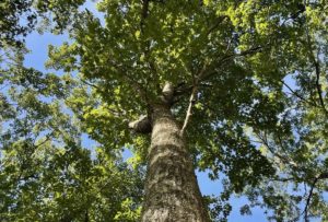 looking up at a native oak with a deeply ridged trunk and green leaves