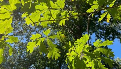 Looking up at a native oak tree with the sun shining through the leaves.