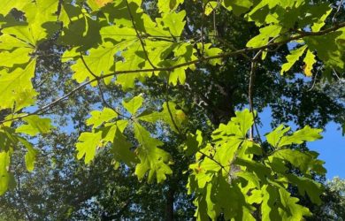 Looking up at a native oak tree with the sun shining through the leaves.