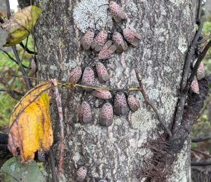 a cluster of pinkish grey spotted lanternflies on a Tree of Heaven Trunk