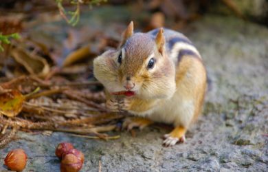 a brown chipmunk with cheeks stuffed with nuts