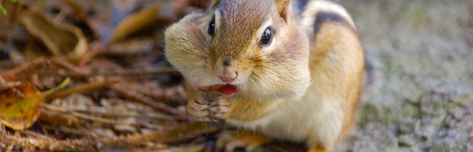 a brown chipmunk with cheeks stuffed with nuts
