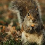 a brown squirrel eating a nut on a lawn with fall leaves