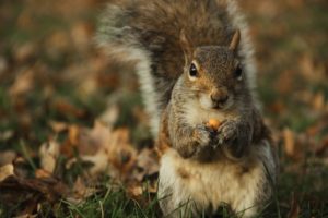 A closeup of a squirrel eating nuts on a lawn with fall leaves