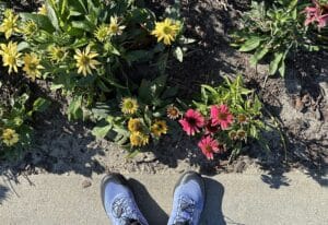 a birds eye view of yellow and mauve echinacea with purple sneakers of the photographer.