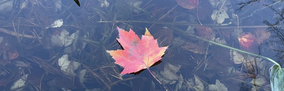 a red maple leaf resting on the edge of Catfish Pond