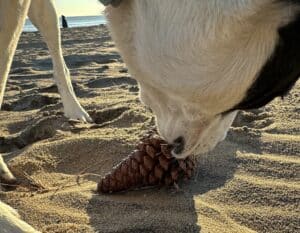 a white dog sniffing a pinecone on Virginia Beach