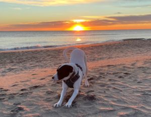 a black and white dog stretching in the sand at sunrise on Virginia Beach