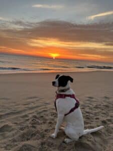 a white dog with black ears and mask sitting in front of a Virginia Beach sunrise