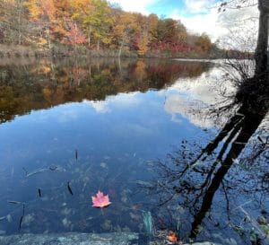 a red maple leaf on the foreground of Catfish Pond with a blaze of fall color on the hill behind it fills a feeling of emptiness