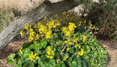 a yellow flowering Ligularia in front of a white pine trunk