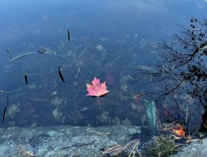 Red maple leaf floating on still pond water reflecting a bare tree
