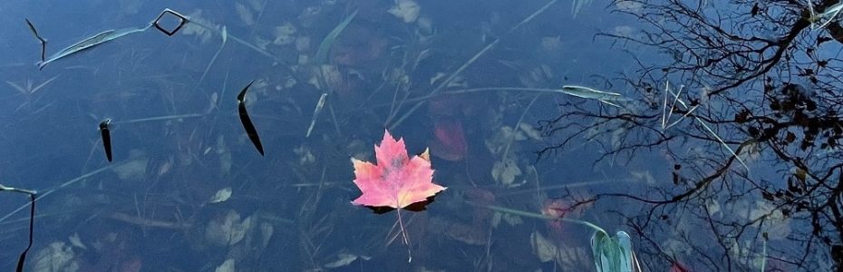 a red maple leaf resting on the edge of Catfish Pond