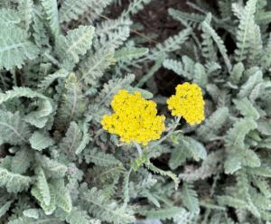 dusty grey-green foliage plant with a sunny yellow flower