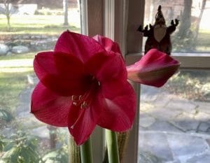 red amaryllis in bloom in front of a widow with a Santa ornament in the background