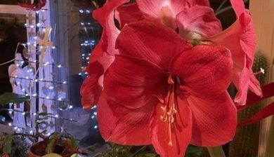 a red amaryllis in full bloom on a bay window at nighttime with white Christmas lights