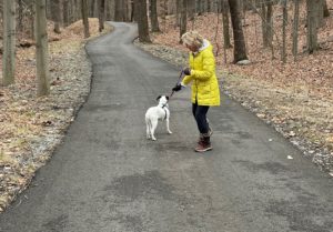 Jolee, a white dog with black ears, has her tail between her legs being walked on the road by Mary Stone.