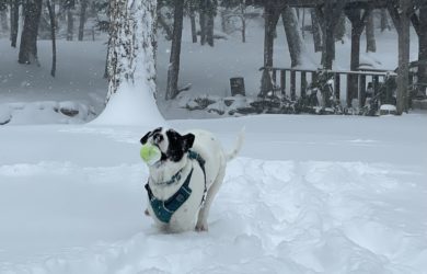 a white dog with black ears playing with a tennis ball in snow