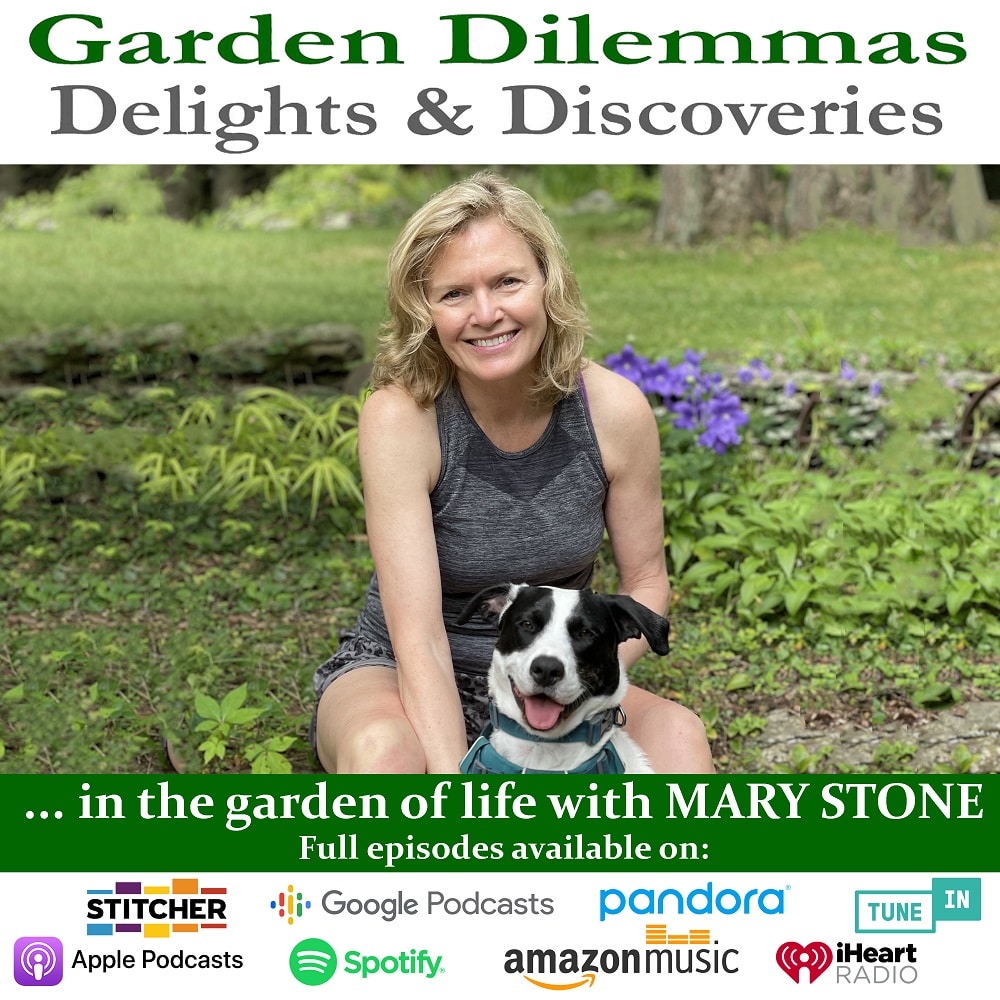 Garden Dilemmas, Delights & Discoveries, Ask Mary Stone Rooting and  Planting Willow Branches - Garden Dilemmas, Delights & Discoveries, Ask  Mary Stone