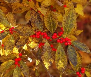 Winter Red winterberries amongst yellow leaves mottled with green