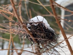 An empty blue jays nest in snow