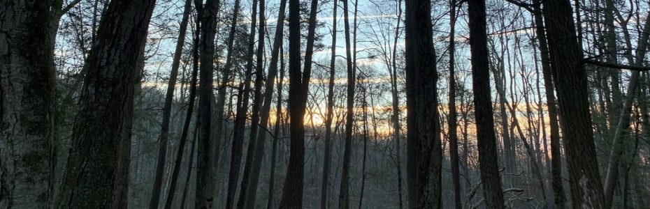 looking through the trees of a forest as the sun is setting