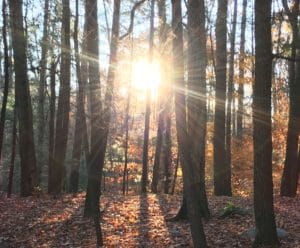 the sun peering through a forest in the fall