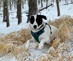 a black and white dog named Jolee jumping out of Hakone grass in snow