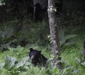 a momma black bear nestled amongst skunk cabbage with cubs in the background on a tree