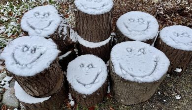 a grouping of tree stumps with smiling faces drawn in snow