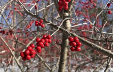 Close-up of winter berries in snow