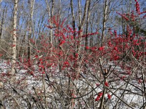 bright red swath of winterberry against blue sky and snow