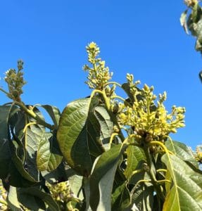 the foliage of an avocado tree loaded with flower buds