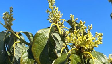 the foliage of an avocado tree loaded with flower buds