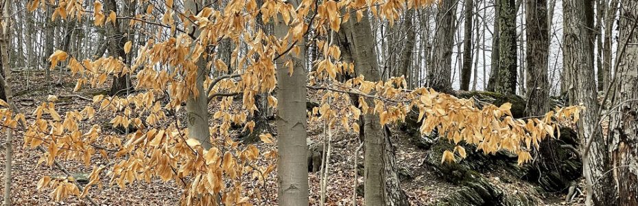 tan beech leaves in winter on smooth barked trees