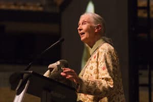 Jane Goodall speaking from a podium with a stuffed cow and gorilla.