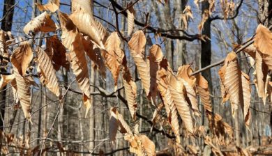 tan beech leaves clinging to beech tree banches