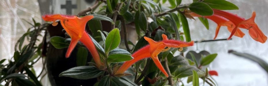 a green leafed houseplant with orange flowers that resemble gold fish