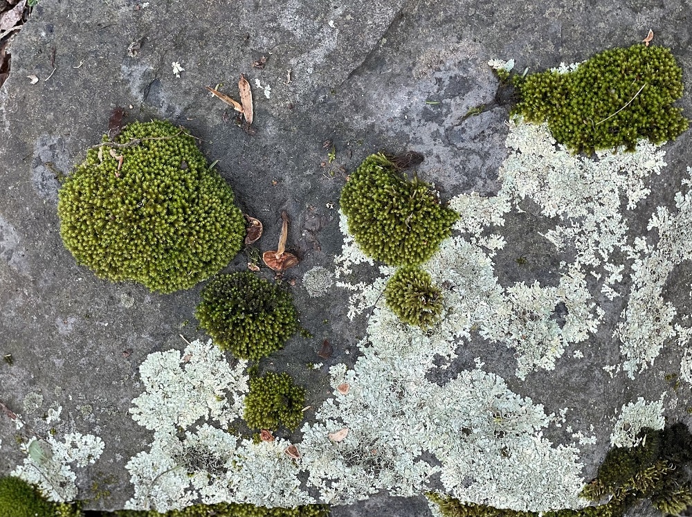 Boulder Lichen - Green Paint Colour