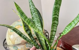 a houseplant with blade-like variegated stems