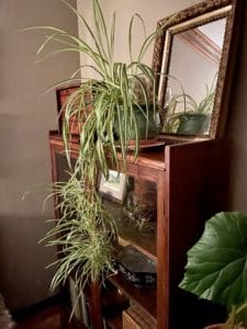 a bookshelf with a spider plant wiht green and cream variegated leaves and baby plants cascading below