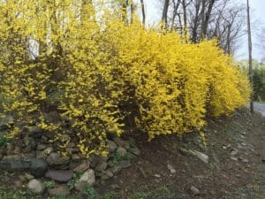yellow flowering forsythia in its natural fountain shape