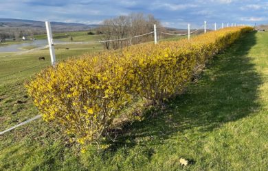 a pruned hedge of yellow flowering forsythia along a white farm fence