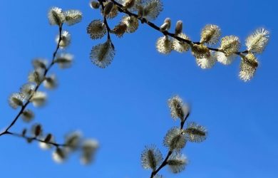 tips of pussy willow branches with puffy catkins against a bright blue sky